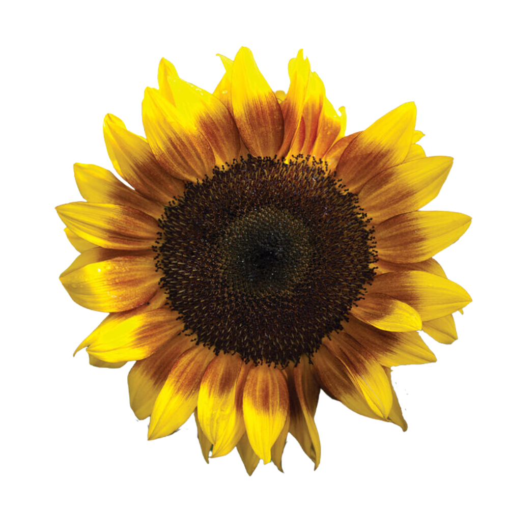 Procut BiColor DMR Sunflower Seeds