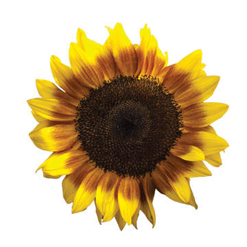 Procut BiColor DMR Sunflower Seeds - Apnaugao