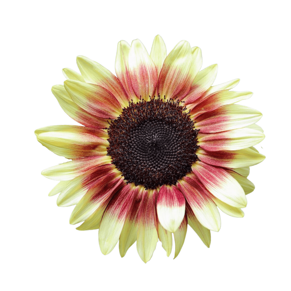 ProCut Red Lemon BiColor Sunflower Seeds - Apnaugao