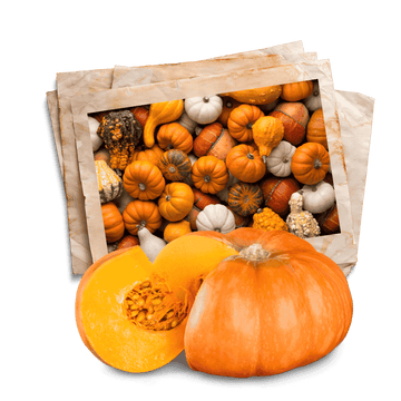 pumpkin seeds collection in Lahore-Pakistan