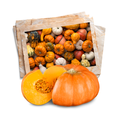 all types of pumpkin seeds for home gardeners by apnaugao
