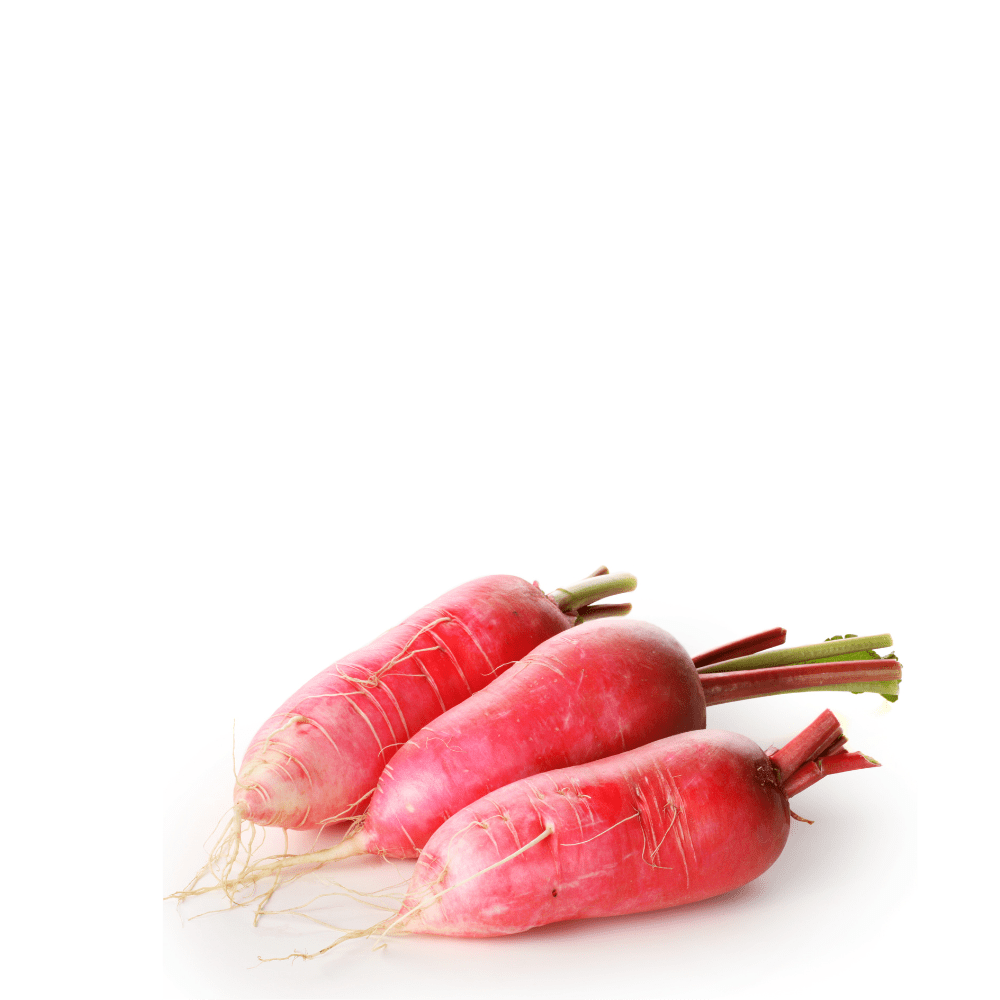 Heirloom Radish Seeds (Laal Mooli ) - Datil Rojo - Apnaugao