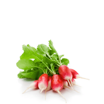 Heirloom Radish Seeds (Laal Mooli ) -  Largo Punta Blanca