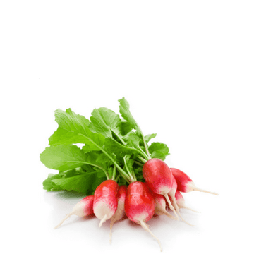 Heirloom Radish Seeds (Laal Mooli ) - Largo Punta Blanca - Apnaugao