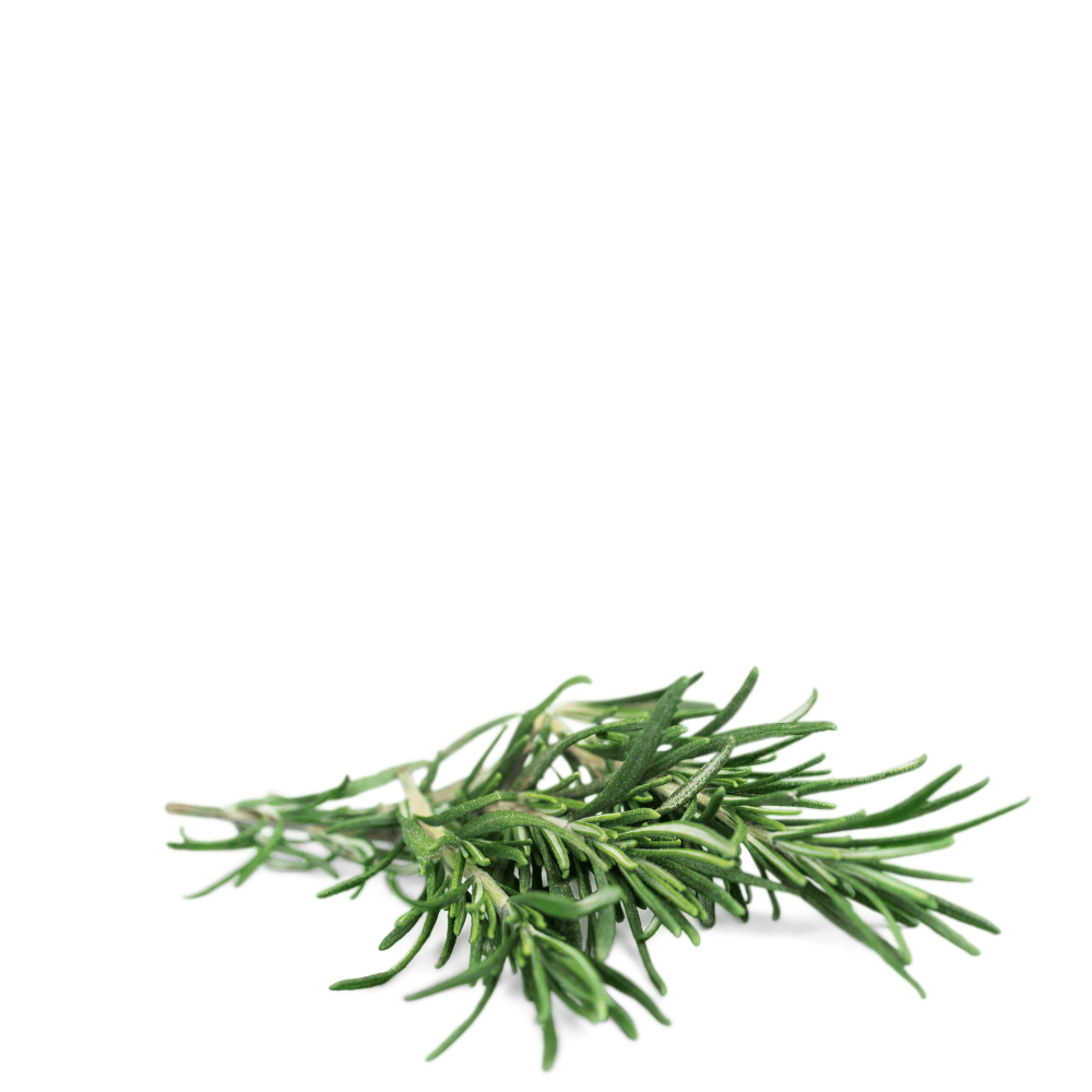 Rosemary seeds best kitchen garden