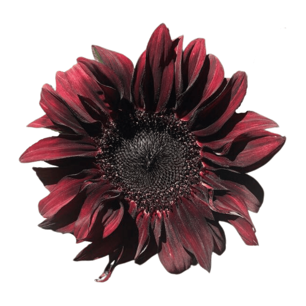 Red Wave Hybrid Sunflower Seeds - Apnaugao