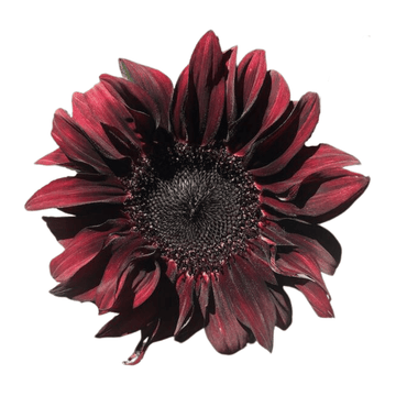 Red Wave Hybrid Sunflower Seeds - Apnaugao