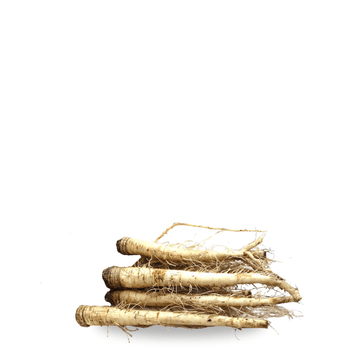 Heirloom Salsify Seeds Blanco