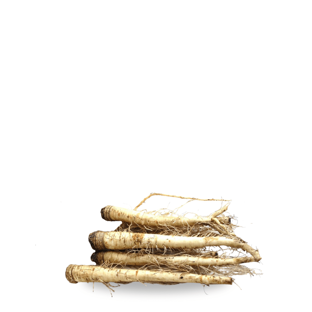 Heirloom Salsify Seeds Blanco - Apnaugao