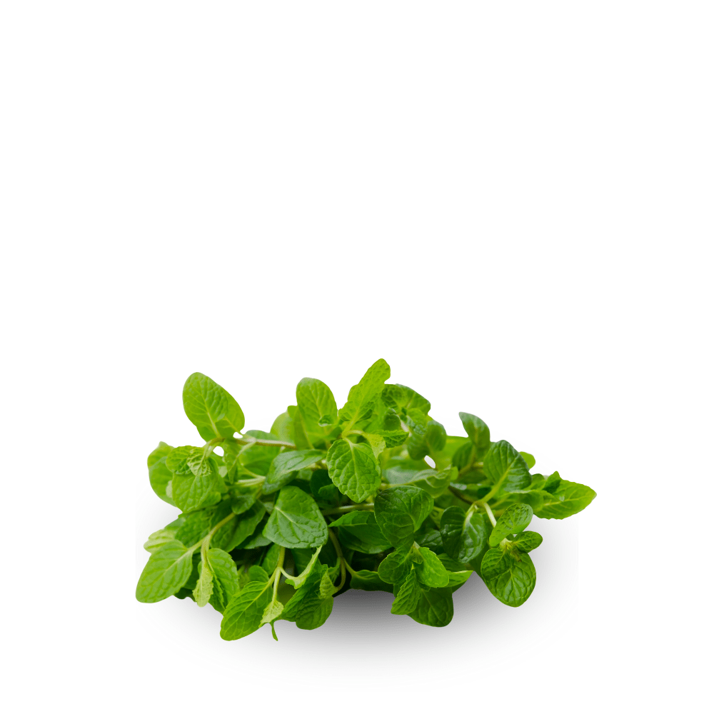 Spear Mint ( Padina ) Seeds - Apnaugao