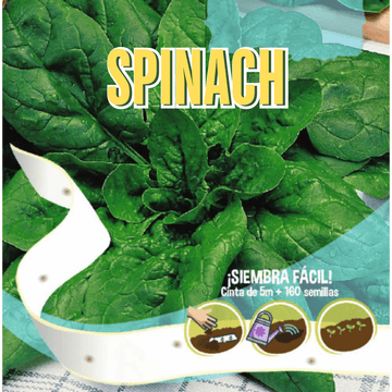 Spinach Seeds Tape - Apnaugao