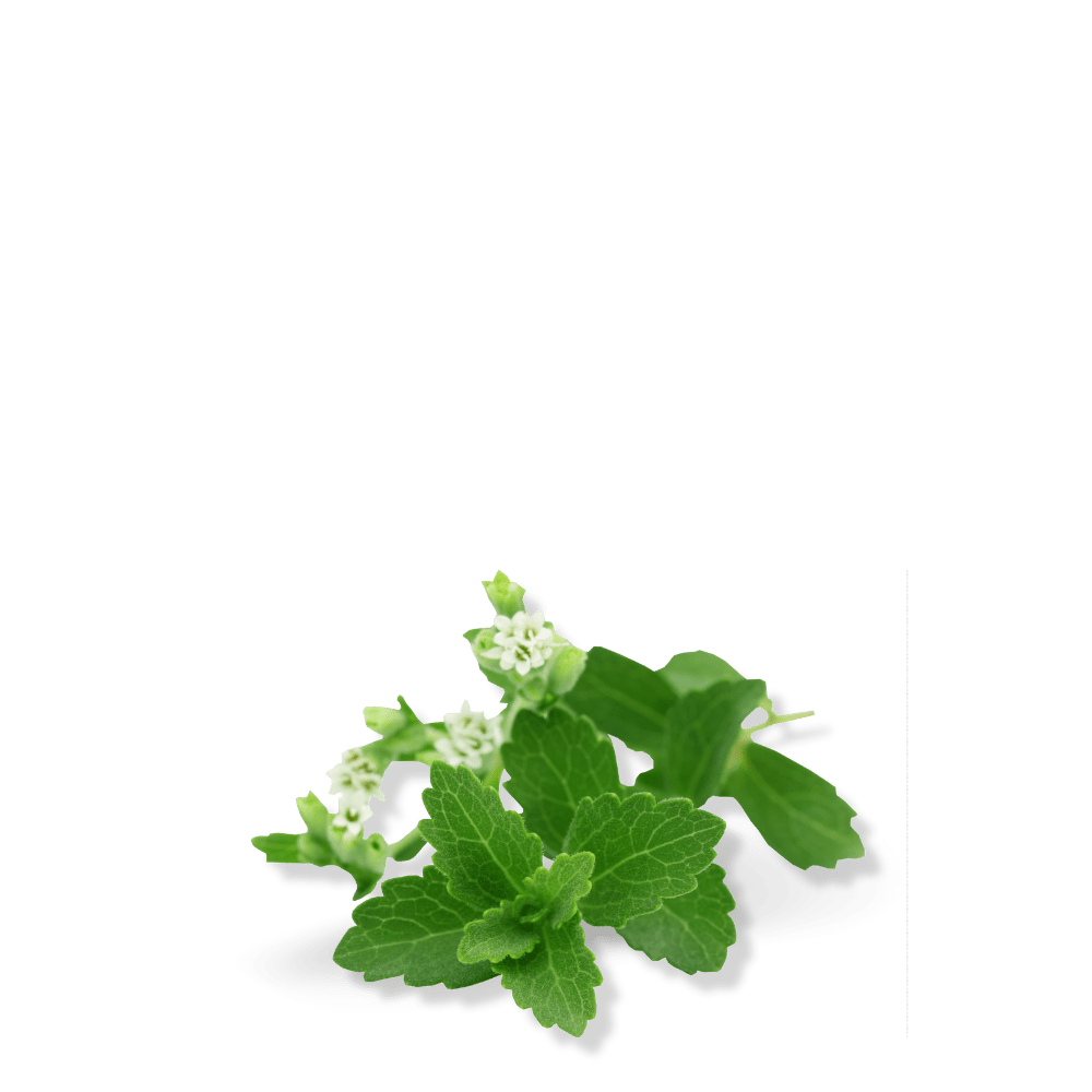 Stevia Herb Seeds - Apnaugao