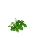 Stevia Herb Seeds - Apnaugao