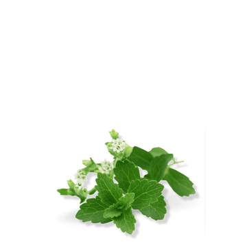 Stevia Herb Seeds - Apnaugao