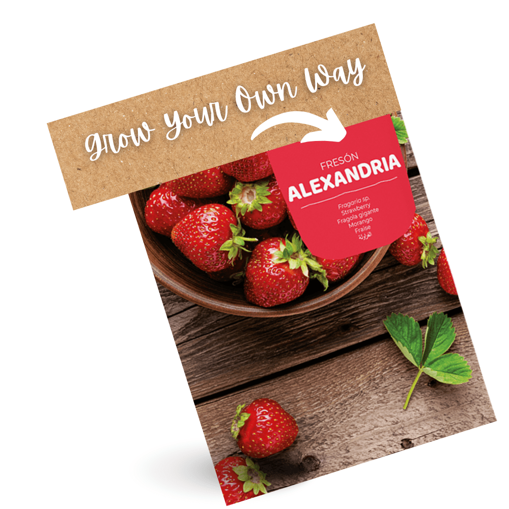 Strawberry Plant Alexandria Seeds - Apnaugao