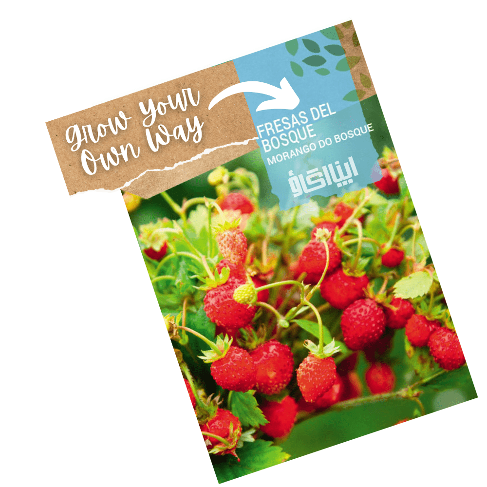 Wild Strawberry plants with small sweet red fruits – heirloom seeds for pots and kitchen gardens