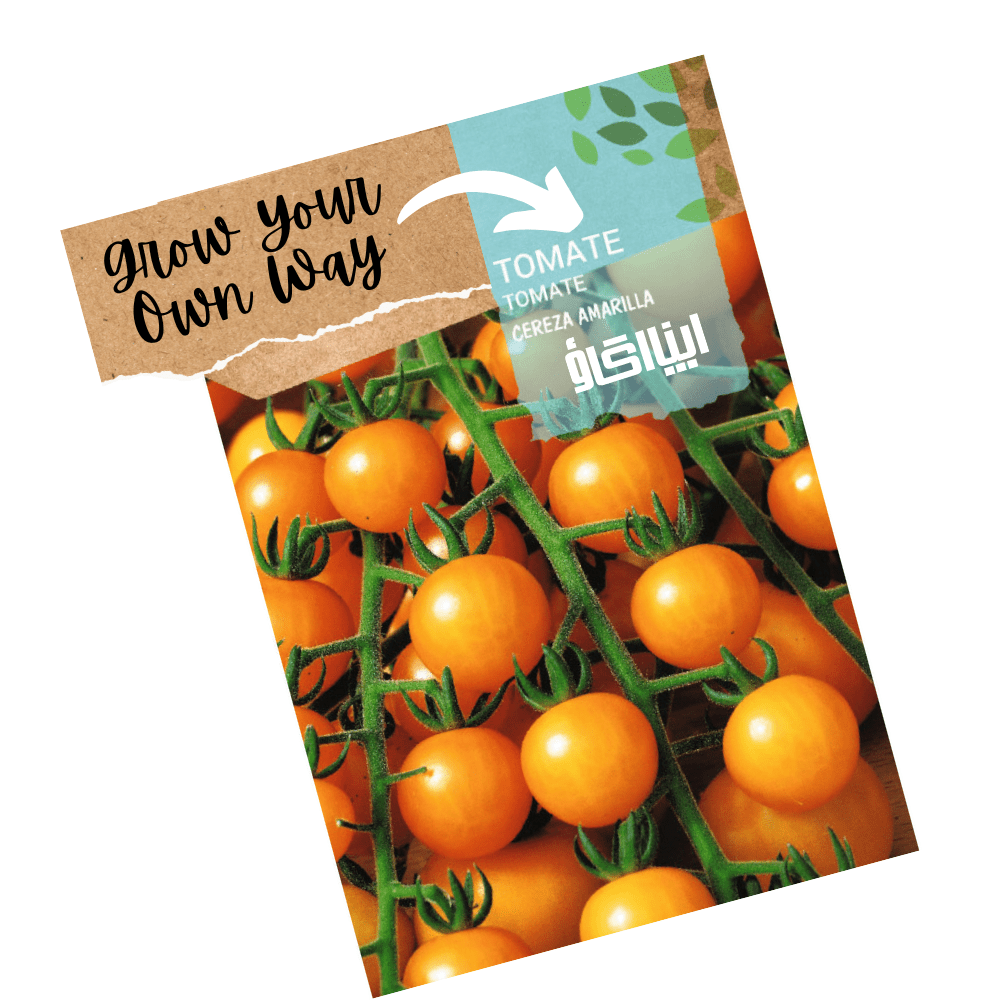 Heirloom Cherry Tomatoes Yellow Seeds - Cereza Amarilla - Apnaugao