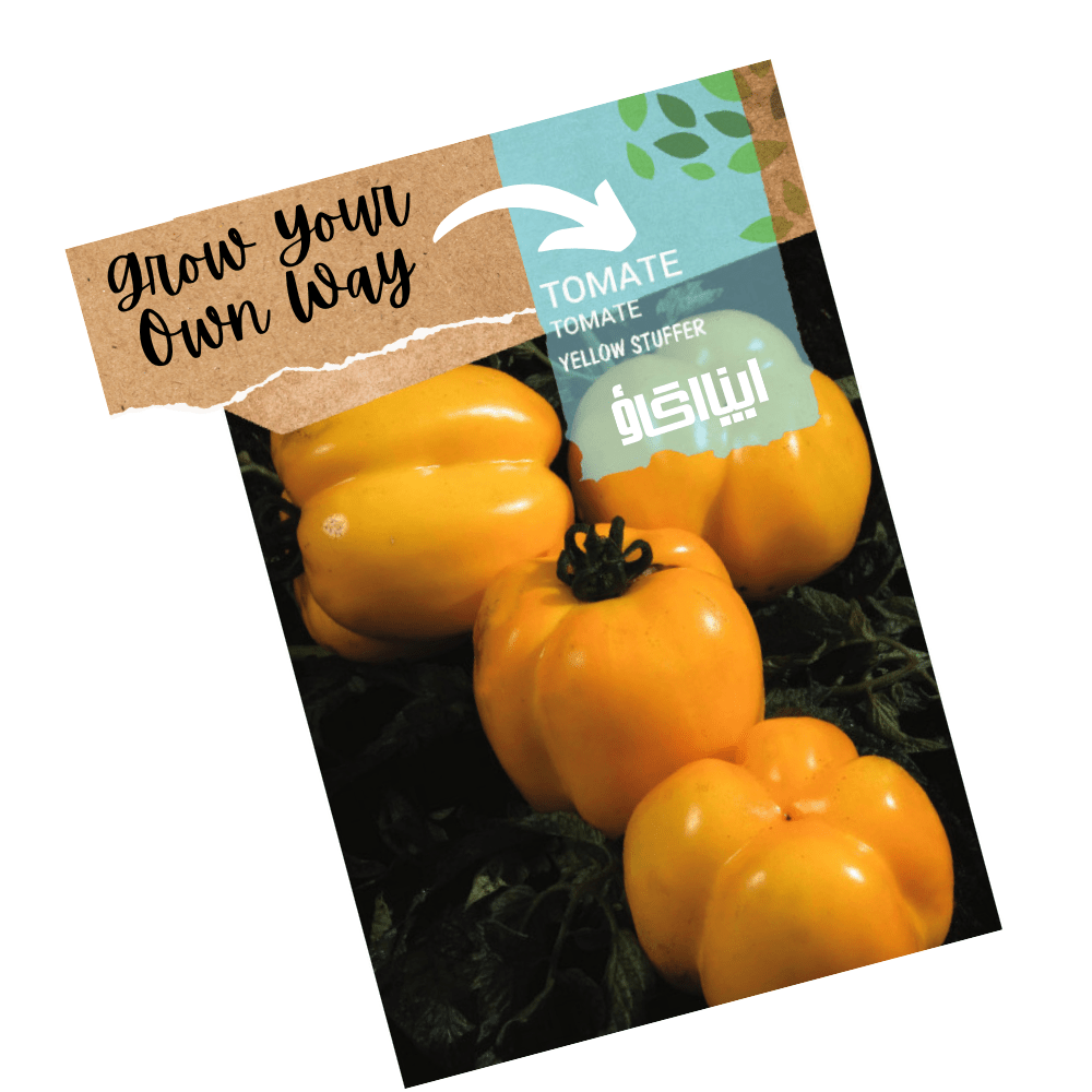 Heirloom Tomato Seeds - Yellow stuffer - Apnaugao