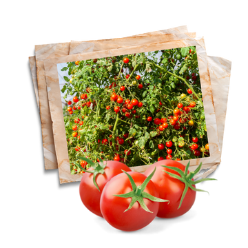 all types of tomatoes seeds by apnaugao in Pakistan