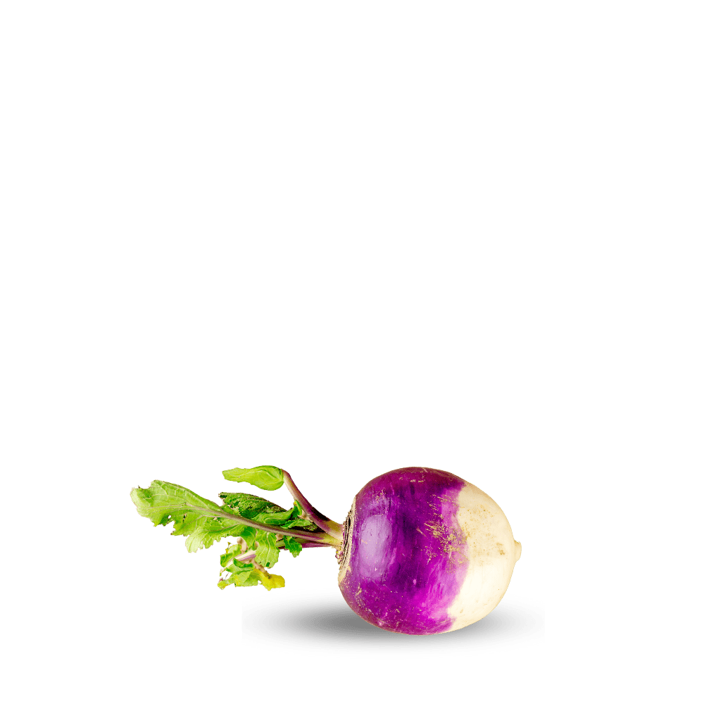 Heirloom Turnip Purple Top Seeds ( Shaljam ) Blanco Globo - Apnaugao