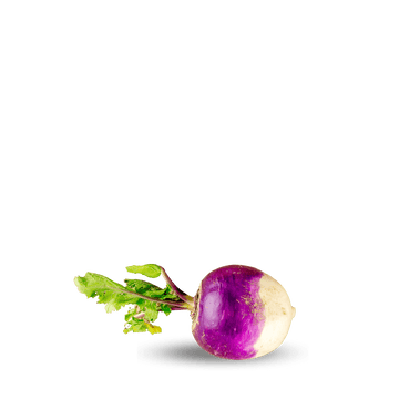 Heirloom Turnip Purple Top Seeds ( Shaljam ) Blanco Globo - Apnaugao