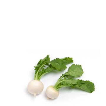 Heirloom Turnip Seeds ( Shaljam ) - Bola de Nieve - Apnaugao