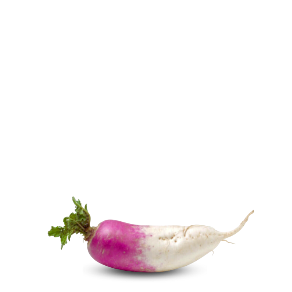 Heirloom Turnip Seeds ( Shaljam ) -  Roxo Comprido