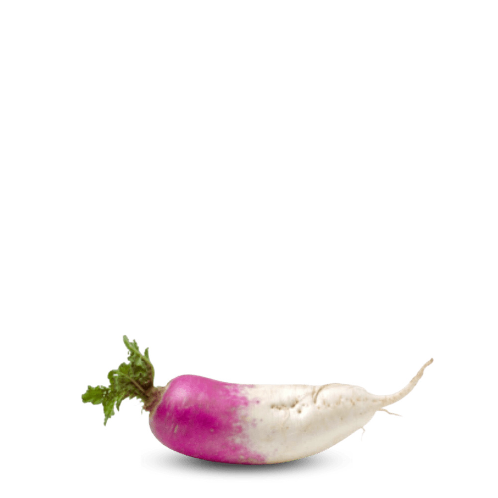Heirloom Turnip Seeds ( Shaljam ) - Roxo Comprido - Apnaugao