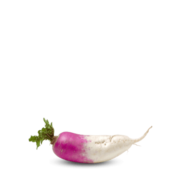 Heirloom Turnip Seeds ( Shaljam ) - Roxo Comprido - Apnaugao
