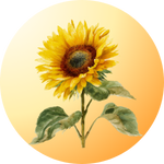 Yellow flower seeds – Grow bright, cheerful blooms at home.