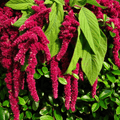 Amaranthus Foxtail Flower Seeds - Apnaugao