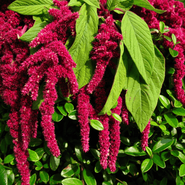 Amaranthus Foxtail Flower Seeds - Apnaugao