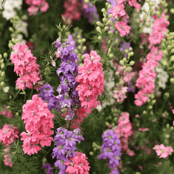 snapdragon flower seeds