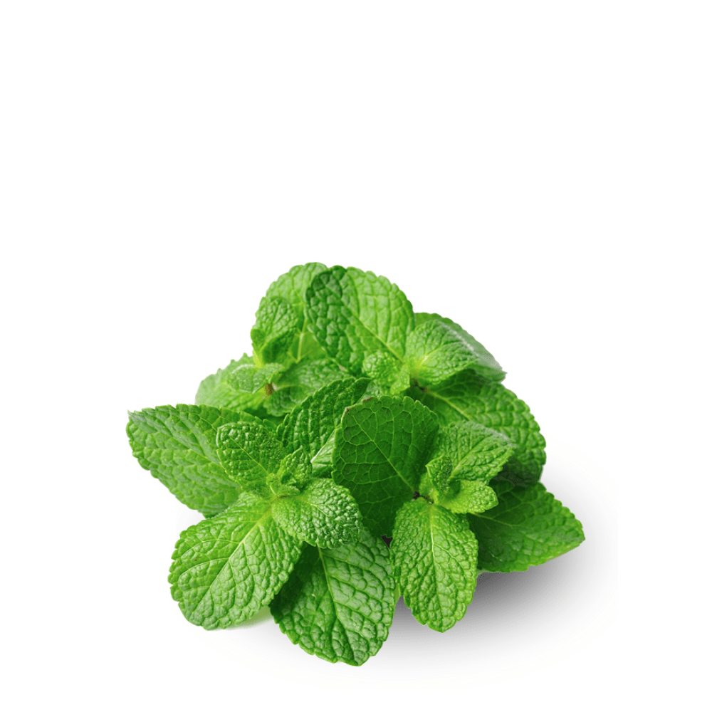 Apple Mint ( Padina ) Seeds - Apnaugao