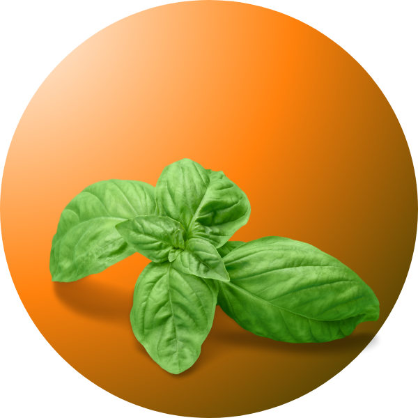 best italian basil seeds in Pakistan