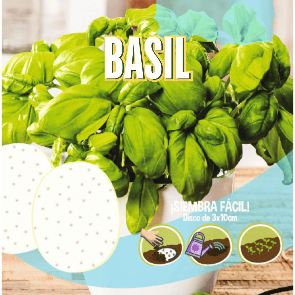 Sweet Basil Seeds Disc - Apnaugao