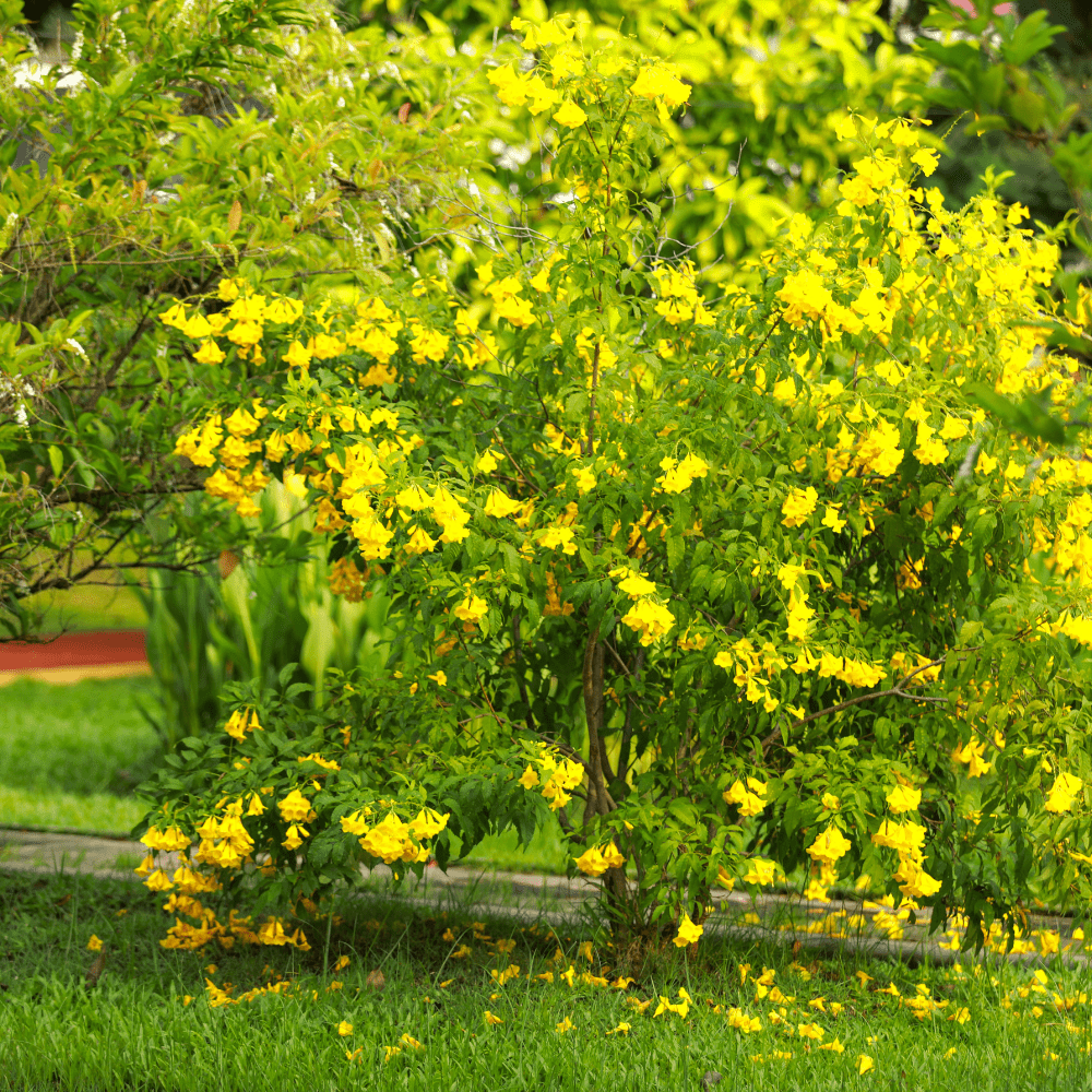 Tecoma Stans Tree Seeds - Bignonia Amarilla - Apnaugao
