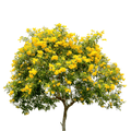 Tecoma Stans Tree Seeds - Bignonia Amarilla - Apnaugao