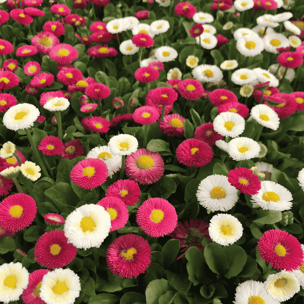 bellis flower seeds at apnaugao