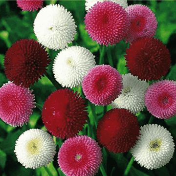 bellis flower seeds at apnaugao