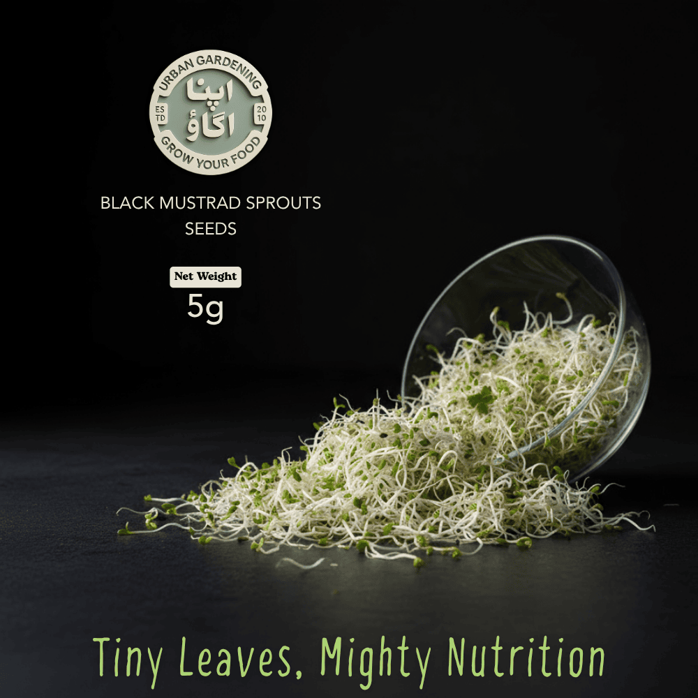 Buy microgreens black mustard seeds