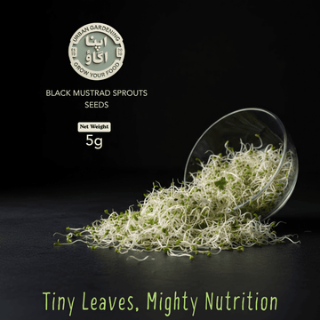 Buy microgreens black mustard seeds