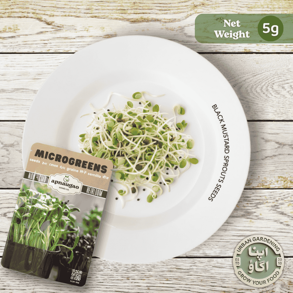 Buy microgreens black mustard seeds