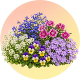 Border and ground cover flower seeds in Pakistan