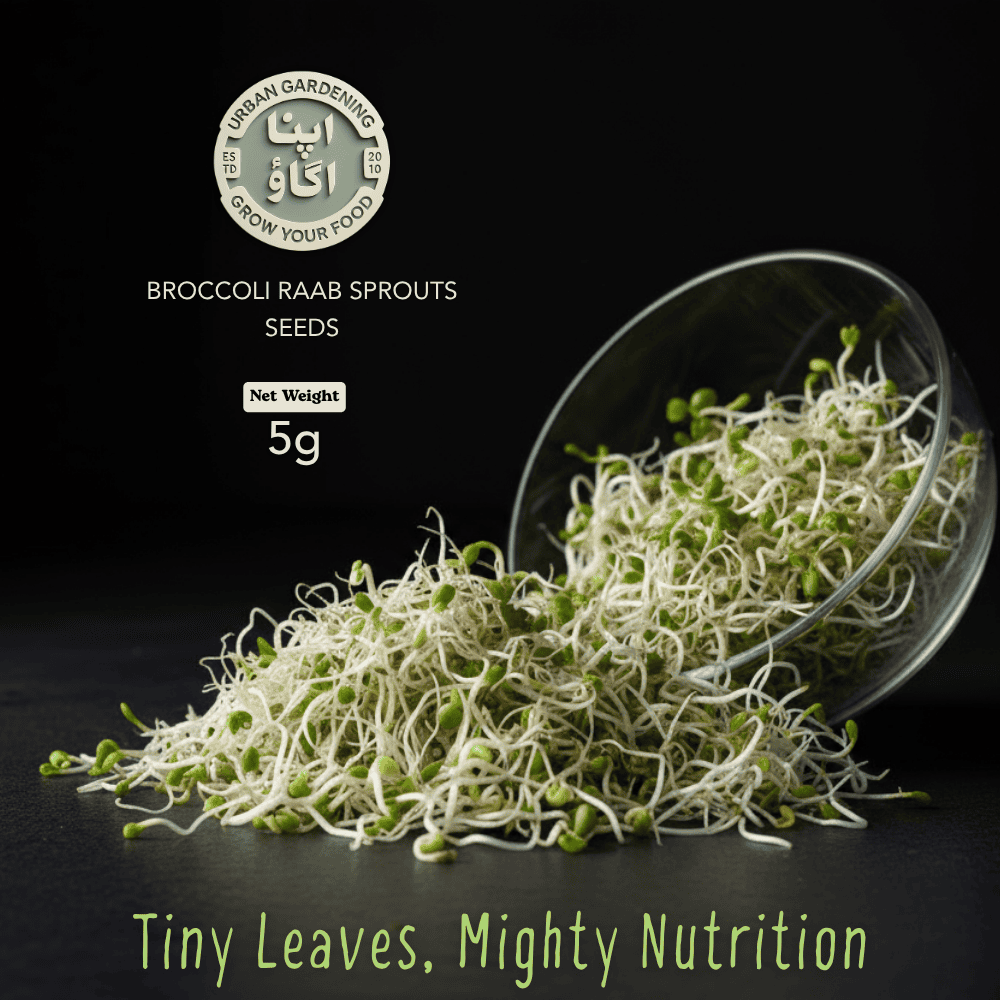 Broccoli Raab sprouts seeds for microgreens gardening