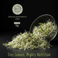 Broccoli Raab sprouts seeds for microgreens gardening