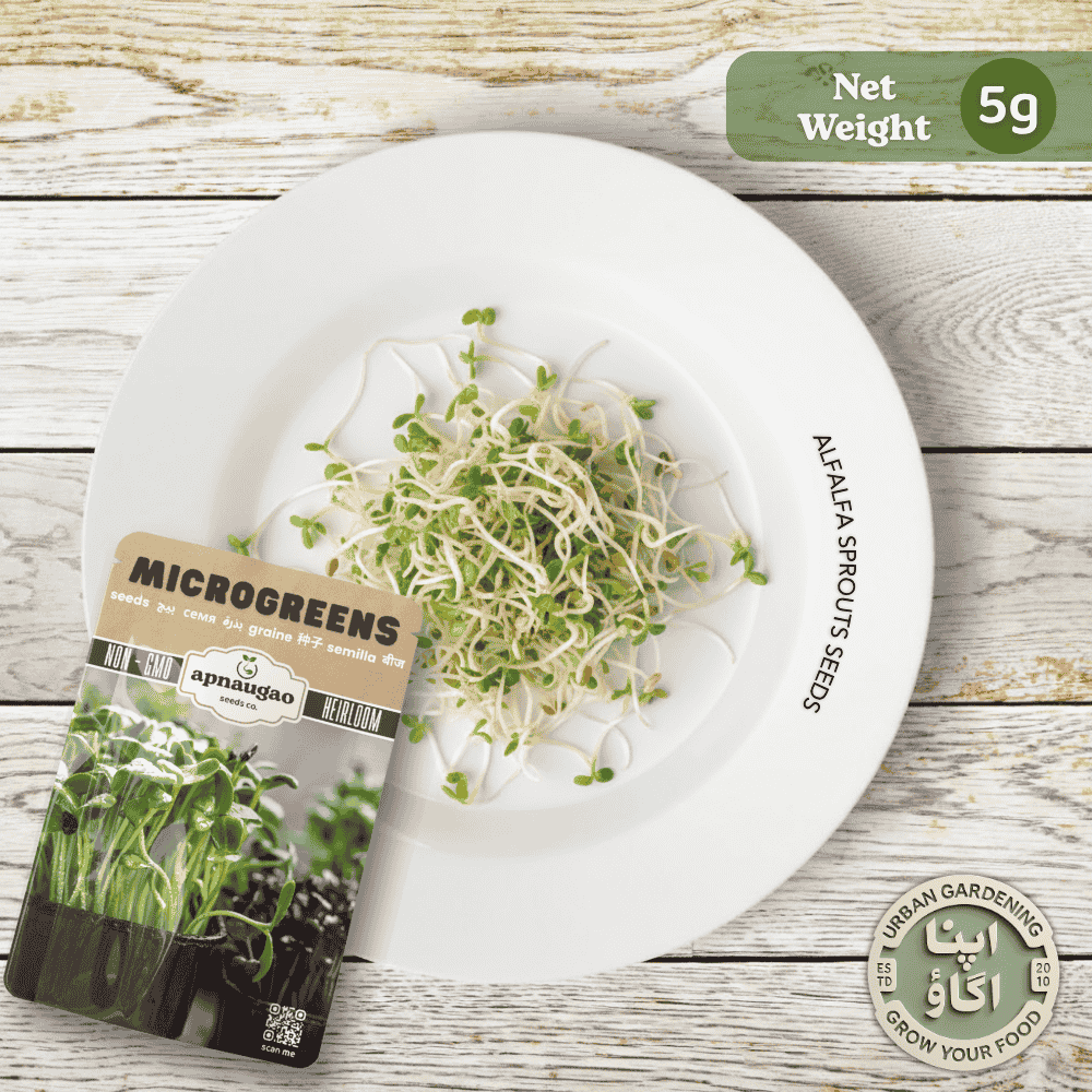 Alfalfa sprouts seeds available in Pakistan