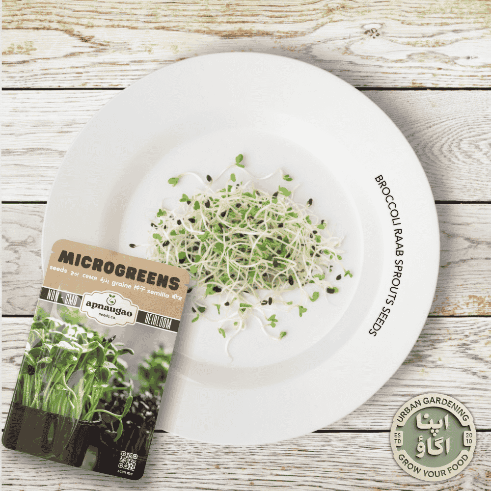 Broccoli Raab sprouts seeds for microgreens gardening