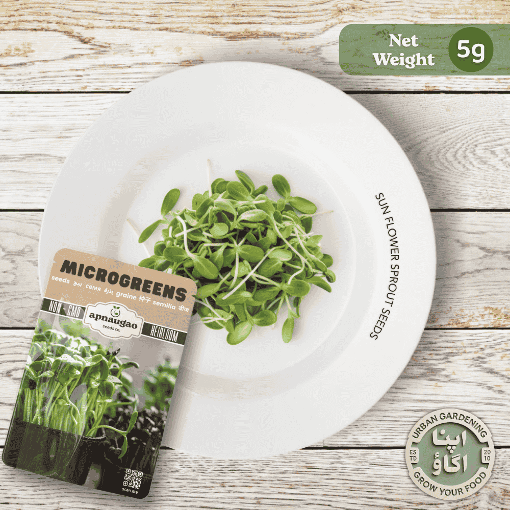buy Sunflower sprouts seeds in 5 gram pack