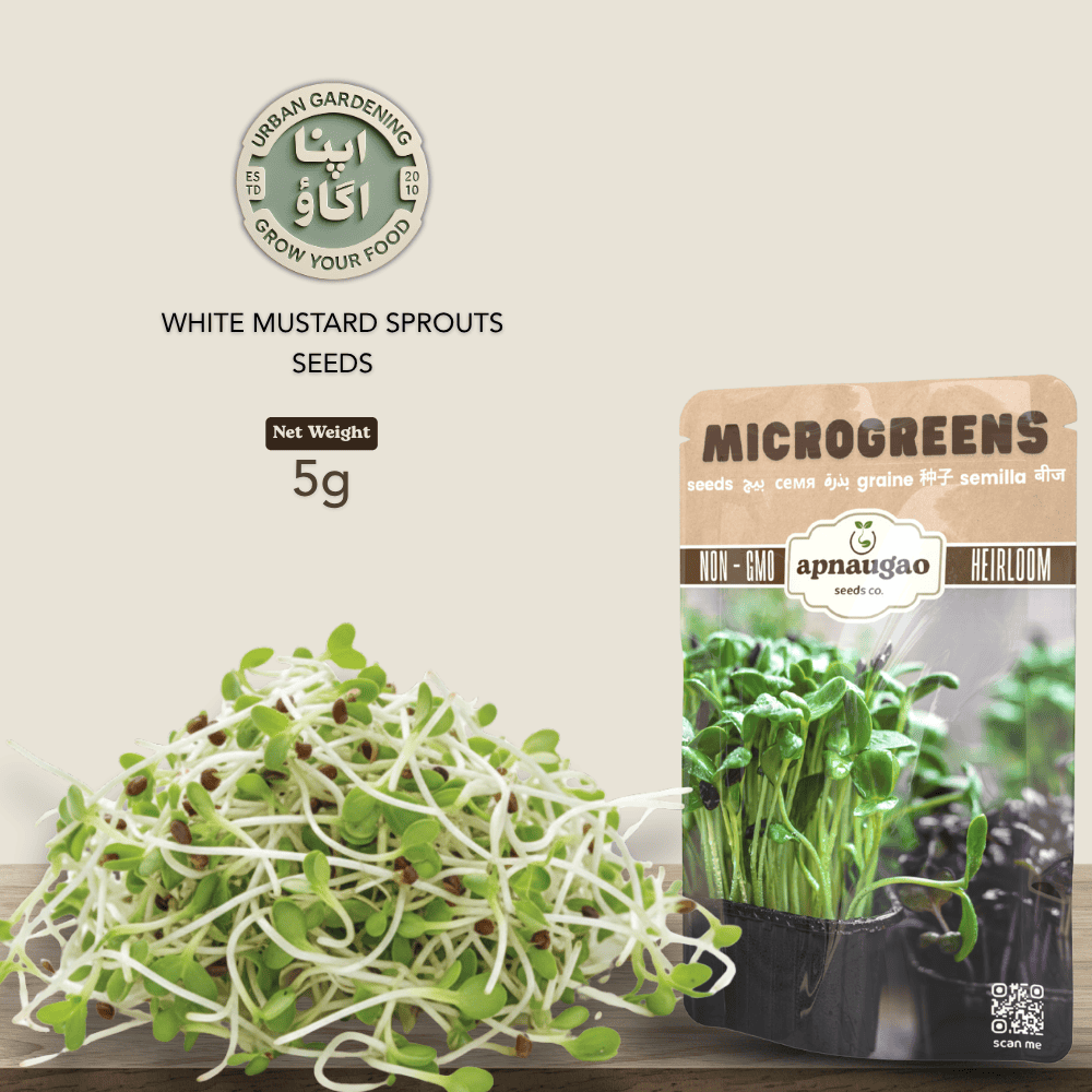 White mustard sprouts seeds with a packet of microgreens on a beige background
